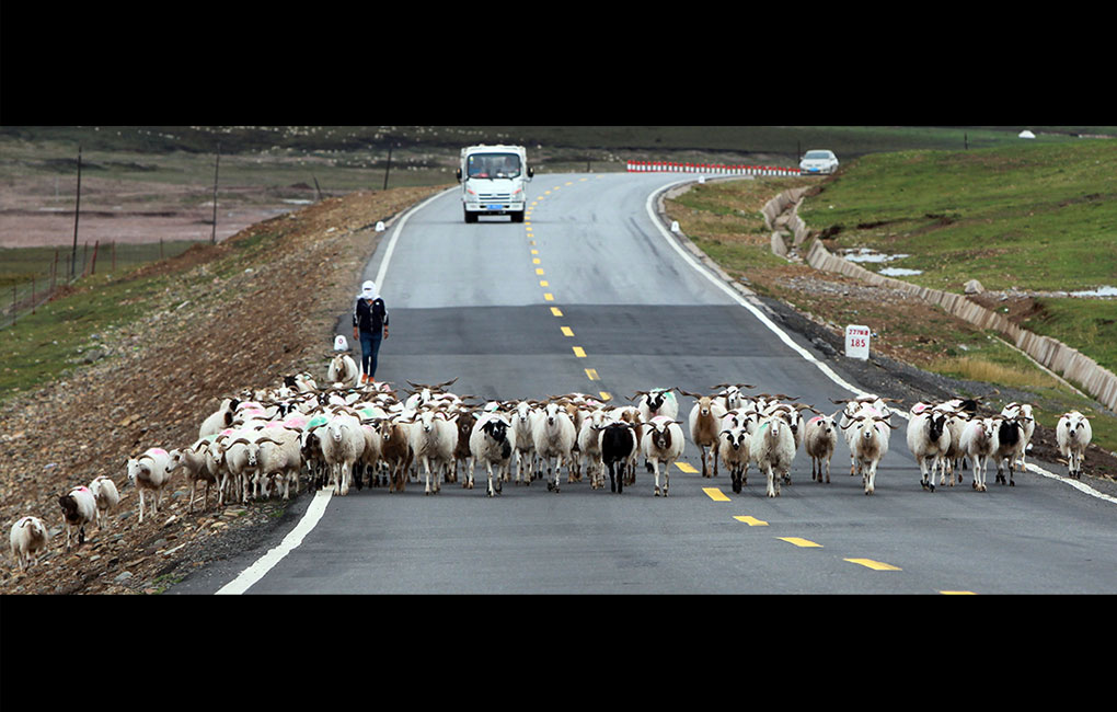 青海省貴南縣科學發展生態畜牧業，“破題”草畜矛盾，實現“增草增收”。